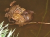 Counting toads at Spa Ponds April 2015 (3)