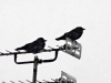 Crows-2