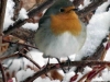Snow-Robin