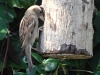 Sparrow-found-food-P-Marples
