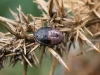 Blue Bug (Larva) - Zicrona caerulea 02