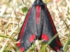 Cinnabar Moth - Tyria jacobaeae 02