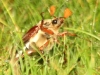 Common Cockchafer Beetle (Maybug) - Melolontha melolontha 01