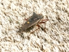 Forest Bug - Pentatoma rufipes 01