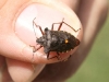 Forest Bug - Pentatoma rufipes 02