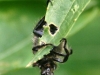 Garden Chafer Beetle - Phyllopertha horticola 01