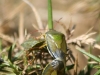 Gorse Shieldbug - Piezodorus lituratus 05
