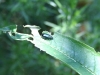 Leaf Beetle - Altica oleracea 01