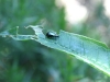 Leaf Beetle - Altica oleracea 02