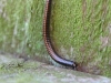 Millipede - Tachypodiulus niger 001 - Copy