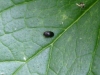 Negro Bug - Thyreocoris scarabaeoides 01