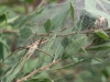 Nursery Web Spider - Pisaura mirabilis with nest