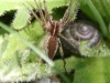 Nursery Web Spider -Pisaura Mirabilis 001