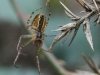 Orb Web Spider - Araneus diadematus 03