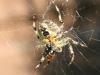 Orb Web Spider - Araneus diadematus with Ladybird prey