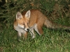 Red Fox - Vulpes vulpes 01