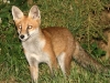 Red Fox - Vulpes vulpes 05