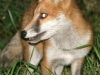 Red Fox - Vulpes vulpes 07