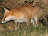 Red Fox - Vulpes vulpes 08
