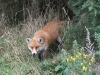 Red Fox - Vulpes vulpes 09