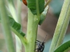 Seven spot Ladybird, Gorse Shieldbug & Gorse Shieldbug Larva