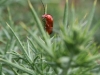 Soldier Beetle Rhagonycha fulva 03