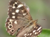 Speckled Wood Butterfly - Pararge aegeria