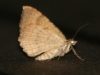 Unidentified Moth - 01