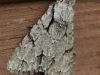 Unidentified Moth - 02