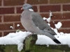 Wodd-Pigeon-in-snow