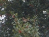 redwing-1-4th-feb-2012-ft