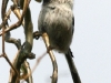 Long-tailed Tit 001