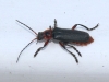 Unidentified Beetle - 003